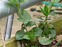 Can someone Identify this plant please  | ...