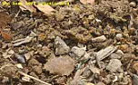 Compost ignites  | next thread &raquo;