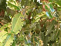 What's eating my leaves?!  |  Hello all,I'm new to this forum having previosuly used my granddad for...