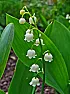 Animal Resistant Ground Cover for Base of Photinia  | &laquo; previous thread