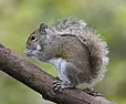 Squirrel Birth Cycle |  Saw an interesting segment on D.I.Y. network.  Lady had similar problem with...