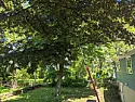 Tree Limb Trimming Question  | next thread &raquo;