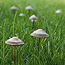 Mushrooms in new sod  |  I just had my backyard redone and I am attempting to do some gardening (I l ive...