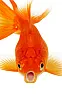 Goldfish Murder  | next thread &raquo;