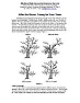 Broken Tree Fixable?  |  What kind of pine tree, and are you sure it's pine and not some...
