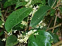 Help Identify plant  |  Can anyone help identify this plant for me, I noticed the plant whilston holiday...