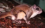 squirrel or rat in attic? | &laquo; previous thread