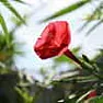 Anyone Ever Grow Cyprus Vine? |  psst...hey youI have several that came up volunteer this year. My neighbors call...