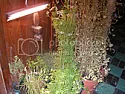 grow light requirements? |  Hi,As it's getting nippy here in Cleveland, Ohio, I moved some container...