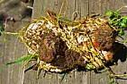 Unwanted Mushrooms  |  I so wish some one can help me with this awful problem.  About 4 yearsago I had...