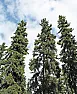 black hills spruce  |  It's difficult to say without pictures.  This time of year sprucetends to...
