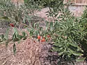 pics: my first zuke harvest, and Slave! Water me!  |  Hi All, This is my first Zuke harvest! That is the Ronde Niece and two golden...