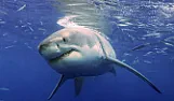 OT.   Shark "Negative Encounter" was Shark "Attack"  |  All fish do. Asian Carp recently took exception to being called Asian  Carp....