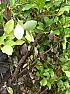Re: Griselinia littoralis Hedge problem.  |  Photos of above:++|Filename: hedge 001e.jpg||Download:...