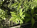 Are these all weeds?  |  In message , skippysje  writesDo you want them? (One definition of a weed is a...
