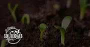 New show on PBS, P. Allen Smith? |  the one I loved was the Perennial Gardener with a gray haired lady and itseemed...