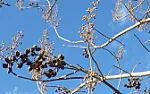 Tree ID help needed  |  I've not been able to match this tree to the descriptions in my old...