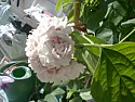 What flower is this?  |  Hello. I have had this plant for many years now (from my grandma), andwe always...