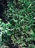 Leylandii  |  Hi  I purchased a large leylandii and have planted it into place a few weeksago,...