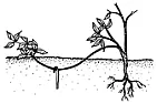 Grow Azalea from branch?  |  I once rooted an azalea cutting.  The potting medium was a mix of equalparts of...