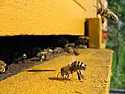 safe Horse Manure  |  Aminopyralid is an herbicide against broadleaf plants that is widelyused on...
