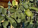 Please identify  |  Can anyone identify this climber? It is growing in Greece, but probablynot...