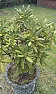 Plant identification  |  Hi allOkay first of all can anyone tell me the name of this pant please.I...