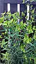 unknown plant... HELP!!  |  i am new to this forum and to gardening my father really enjoys it buthas found...