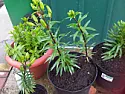 help identifiying these plants !  |  hi all, ive been doing some gardening now after a lenghthy recovery.  umm, i...