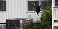 Homeowners plagued by vultures  |  "...there's nothing the Florida homeowners can do about the gang of...