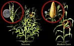 when is corn ready in zone 5- Wisconsin?  |  My understanding is that the desired insertion genes have an enabler attached to...