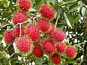 Unknown shrub  |  Could someone please ID this shrub flower. I think it's of Caribbean origin....
