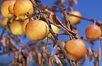 Prunes tree disease |  Obvious to me that you bought infected nursery stock.  Since youhaven't any...
