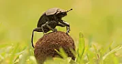 The Bugs We Canâ€™t Live Without  |  The Bugs We Can?t Live Without Insect populations are in dramatic decline, and...