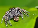 Help!  Spider ID please | next thread &raquo;