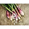 need help with shallots  | next thread &raquo;