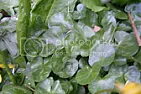 Carpet plant ID please :-)  |  Hi. :-)I have this plant that has come up sinse the begining of spring. It...