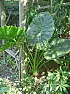 Early Harvest  |  A couple of pictures from September 2.  Some of the winter squash vines had died...