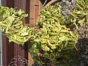 What has happened to my peach tree? |  Are you sure that is a peach tree?  If so it is the worse case of peach leaf...