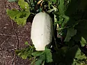 spaghetti squash questions  |    you may have an odd seed/plant in the mix from any package of seeds.  so if...