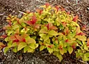 Pretty, small, shrub? |  One side of my house needs to be redone this year.  It's a narrow strip down...