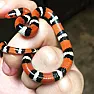 Snake bite  |  This is comparatively on topic,   Medics attempting to reach snake bite victim...