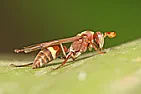Red jackets in the gas grill  |  Not yellow jackets. Red jackets is the common usage in my area even if it...