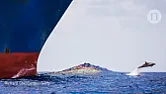 Ocean uproar: saving marine life from a barrage of noise |  Ocean uproar: saving marine life from a barrage of noise April 10, 2019,...