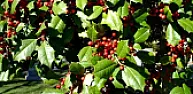 Advice needed for moving a Holly tree.  | &laquo; previous thread