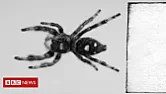 Bloody spiders  | &laquo; previous thread