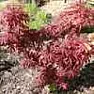 Help ID'ing plant/tree | &laquo; previous thread