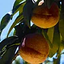 Nectarines in Zone 5?? | next thread &raquo;