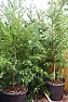 What type of conifer is this?  Photo attached...  |  Hi Kay, from the picture, which isnt totally clear, I would say it was...