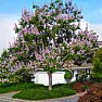 Fast-Growing-Tree |  There are many organic ways to excellerate the growth of a tree.  Haveyou ever...